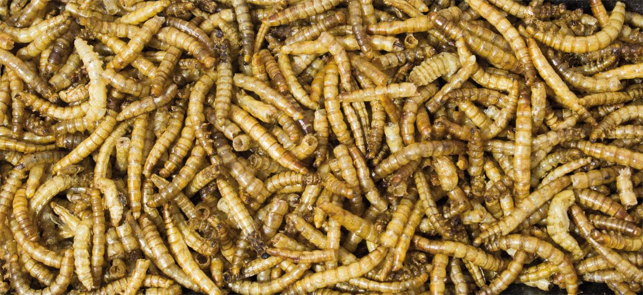 JR Farm Mealworms 