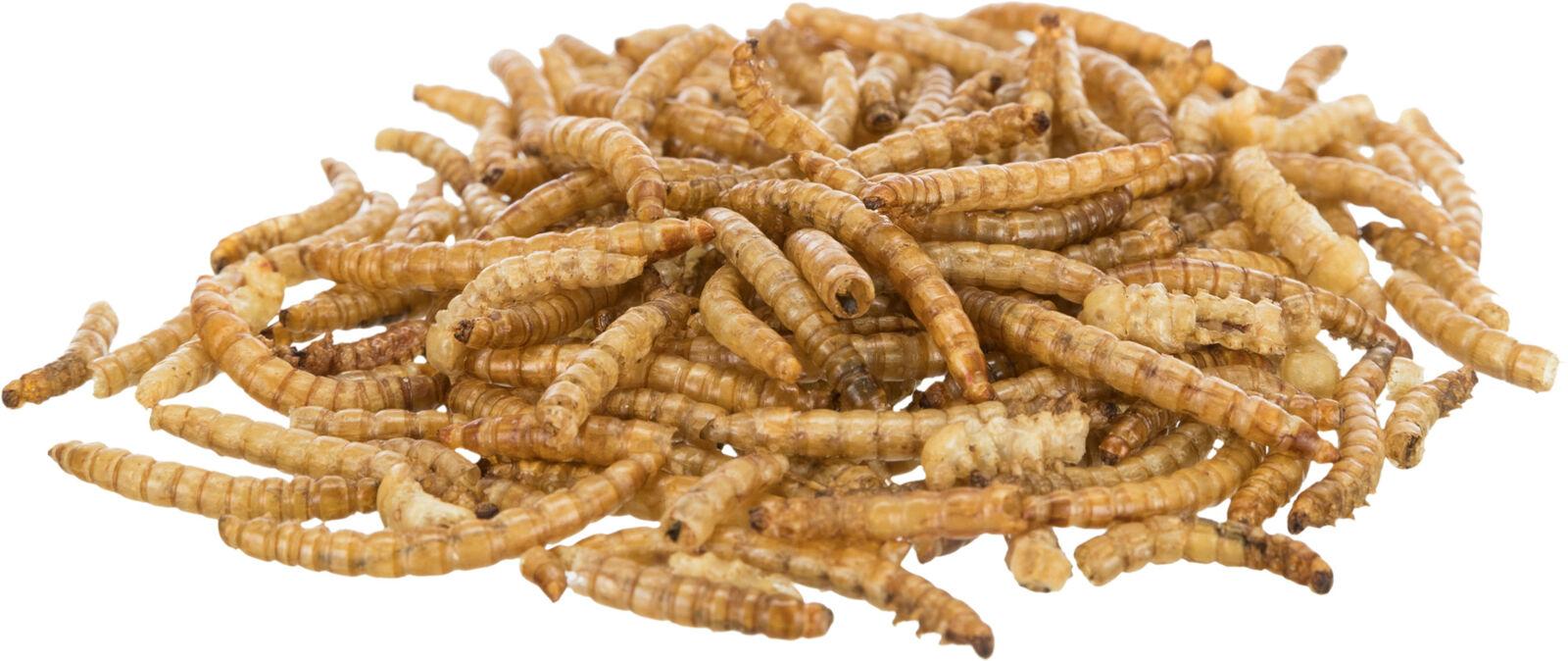 Trixie Mealworms